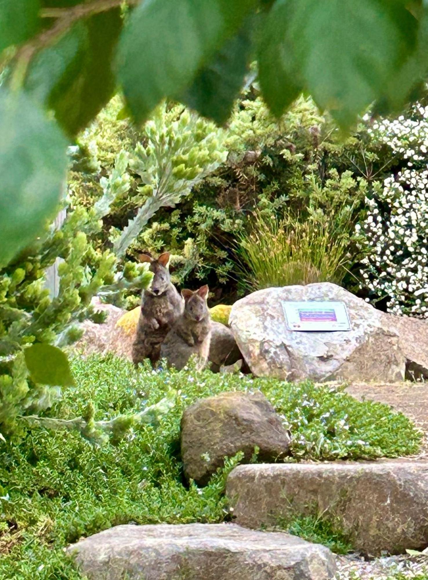 Hobart Hideaway Pods Bed & Breakfast Kingston